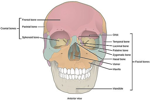 Line drawing of a skull with bone sections highlighted in different colors to emphasize where the Nasal Specific Technique takes place.